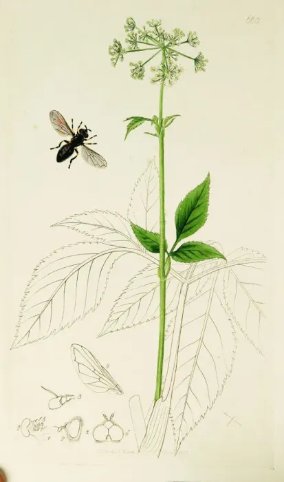 Framed Print : Curtis British Entomology Plate 669 Framed Print : Curtis British Entomology Plate 669