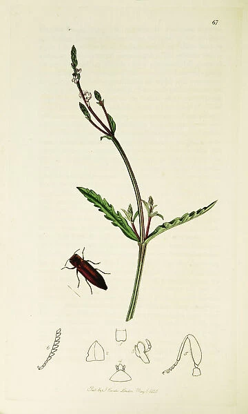 Curtis British Entomology Plate 67