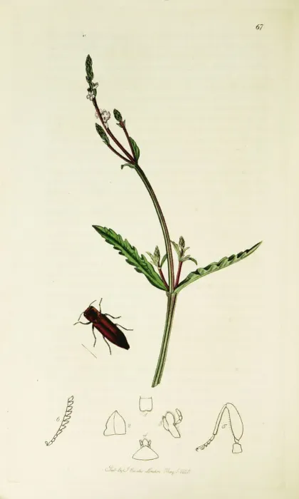 Framed Print : Curtis British Entomology Plate 67 Framed Print : Curtis British Entomology Plate 67