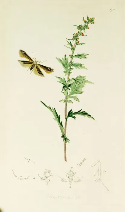 Framed Print : Curtis British Entomology Plate 671 Framed Print : Curtis British Entomology Plate 671