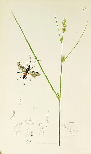 Curtis British Entomology Plate 672