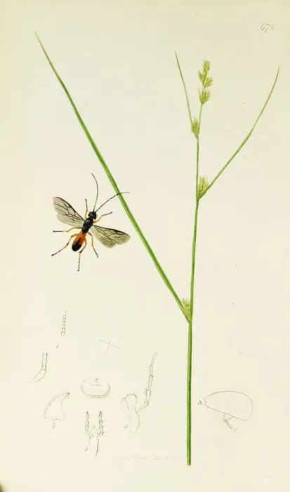 Framed Print : Curtis British Entomology Plate 672 Framed Print : Curtis British Entomology Plate 672
