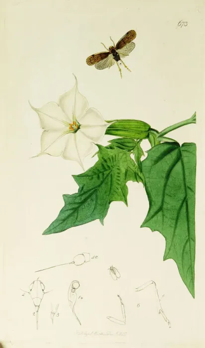 Framed Print : Curtis British Entomology Plate 673 Framed Print : Curtis British Entomology Plate 673