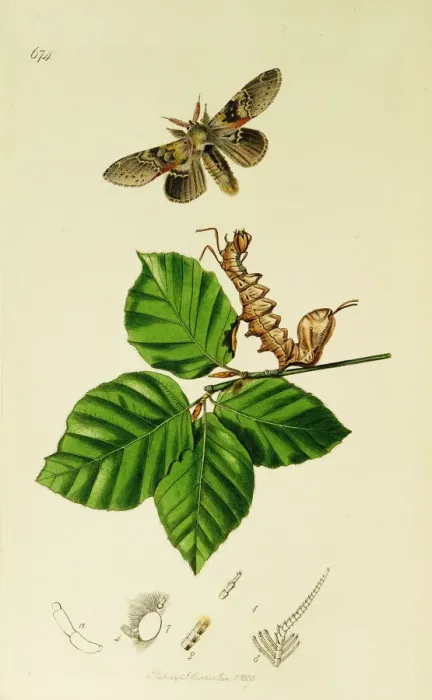 Framed Print : Curtis British Entomology Plate 674 Framed Print : Curtis British Entomology Plate 674