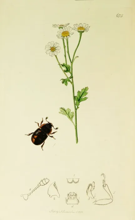 Framed Print : Curtis British Entomology Plate 675 Framed Print : Curtis British Entomology Plate 675