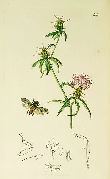 Curtis British Entomology Plate 676