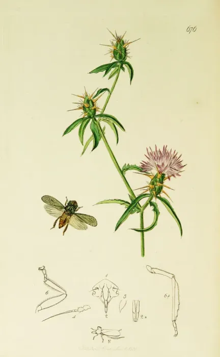 Framed Print : Curtis British Entomology Plate 676 Framed Print : Curtis British Entomology Plate 676