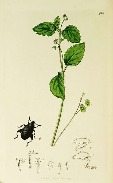 Curtis British Entomology Plate 678