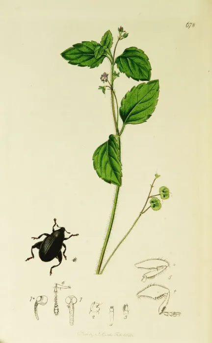 Framed Print : Curtis British Entomology Plate 678 Framed Print : Curtis British Entomology Plate 678