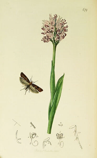 Curtis British Entomology Plate 679