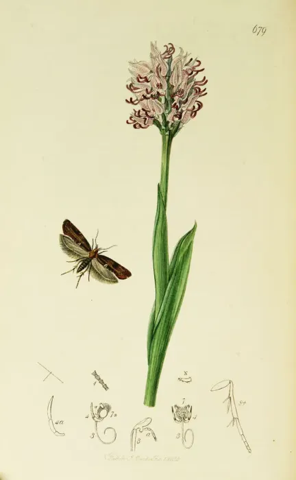 Framed Print : Curtis British Entomology Plate 679 Framed Print : Curtis British Entomology Plate 679