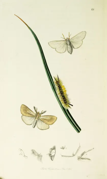 Framed Print : Curtis British Entomology Plate 68 Framed Print : Curtis British Entomology Plate 68