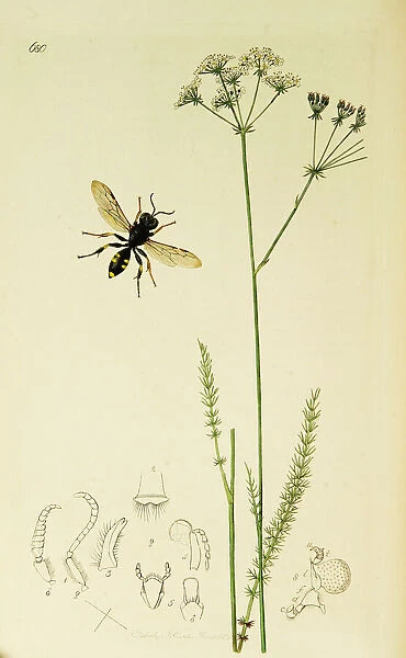 Curtis British Entomology Plate 680