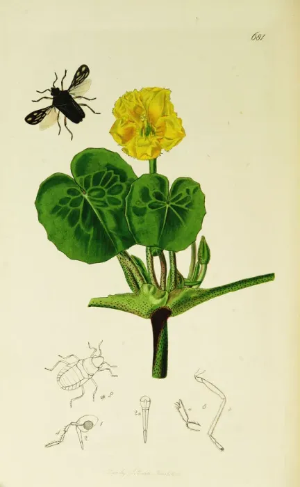 Framed Print : Curtis British Entomology Plate 681 Framed Print : Curtis British Entomology Plate 681