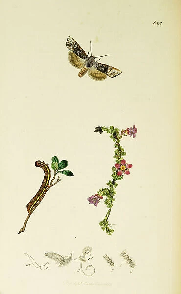 Curtis British Entomology Plate 683