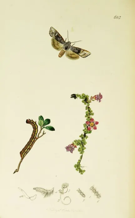 Framed Print : Curtis British Entomology Plate 683 Framed Print : Curtis British Entomology Plate 683