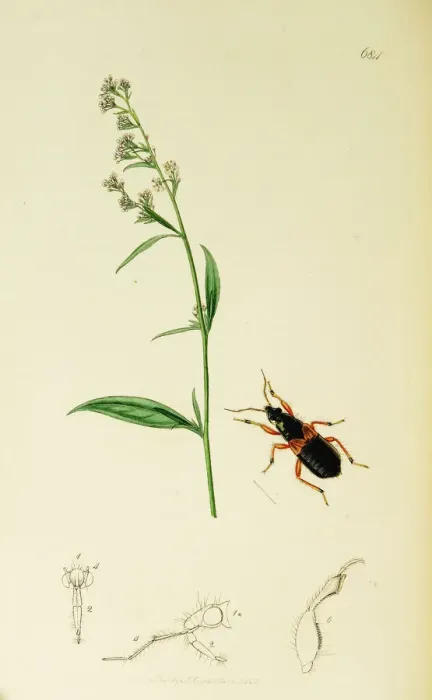 Framed Print : Curtis British Entomology Plate 684 Framed Print : Curtis British Entomology Plate 684