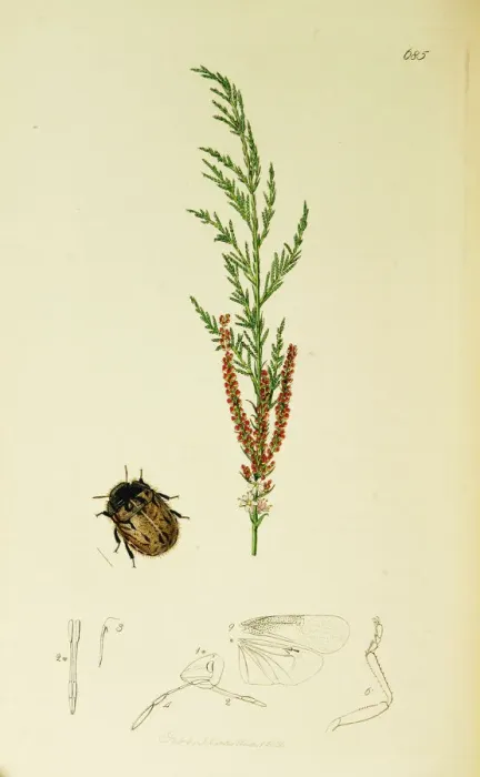 Framed Print : Curtis British Entomology Plate 685 Framed Print : Curtis British Entomology Plate 685
