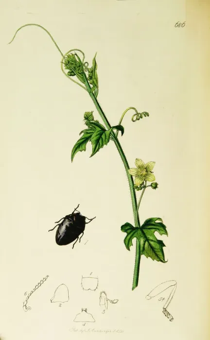 Framed Print : Curtis British Entomology Plate 686 Framed Print : Curtis British Entomology Plate 686