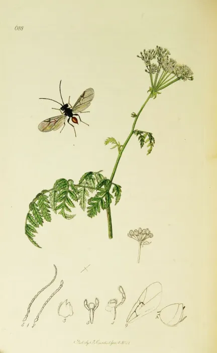 Framed Print : Curtis British Entomology Plate 688 Framed Print : Curtis British Entomology Plate 688