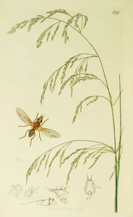 Framed Print : Curtis British Entomology Plate 689 Framed Print : Curtis British Entomology Plate 689
