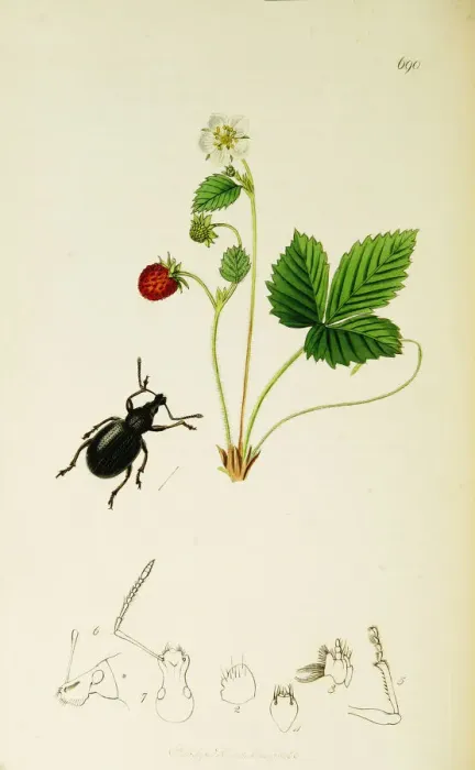 Framed Print : Curtis British Entomology Plate 690 Framed Print : Curtis British Entomology Plate 690