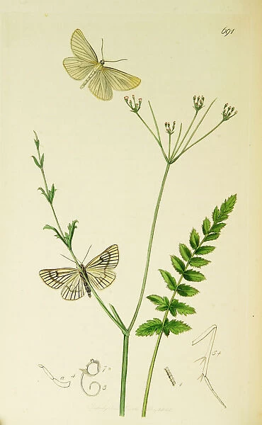 Curtis British Entomology Plate 691
