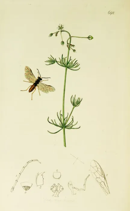 Framed Print : Curtis British Entomology Plate 692 Framed Print : Curtis British Entomology Plate 692