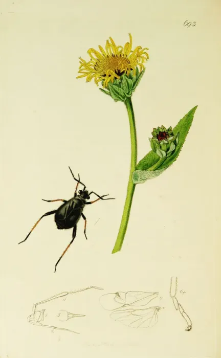 Framed Print : Curtis British Entomology Plate 693 Framed Print : Curtis British Entomology Plate 693