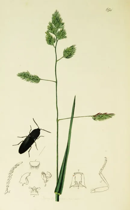 Framed Print : Curtis British Entomology Plate 694 Framed Print : Curtis British Entomology Plate 694