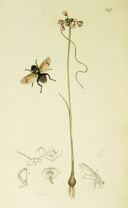 Framed Print : Curtis British Entomology Plate 697 Framed Print : Curtis British Entomology Plate 697