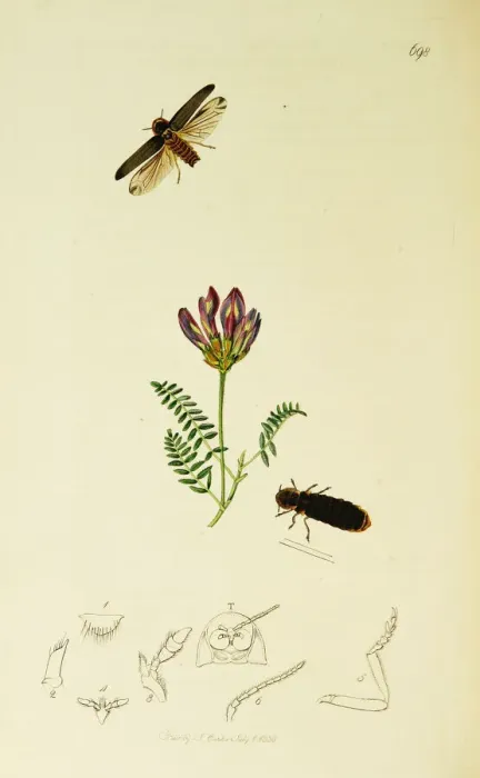 Framed Print : Curtis British Entomology Plate 698 Framed Print : Curtis British Entomology Plate 698