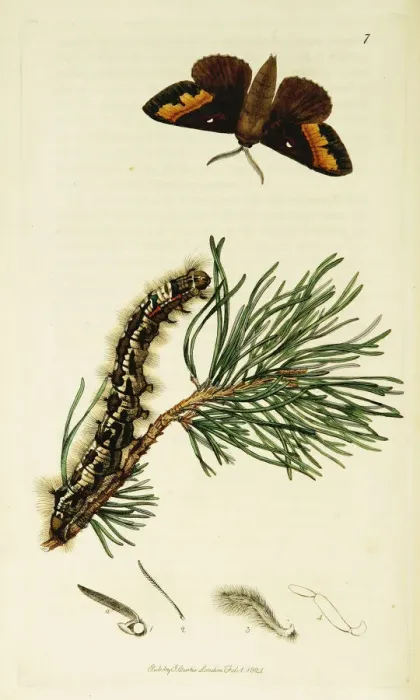 Framed Print : Curtis British Entomology Plate 7 Framed Print : Curtis British Entomology Plate 7