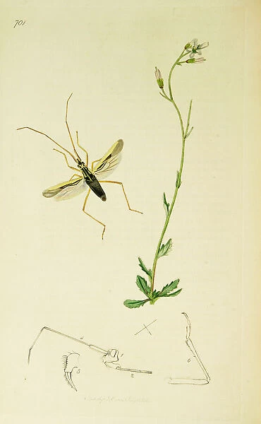Curtis British Entomology Plate 701