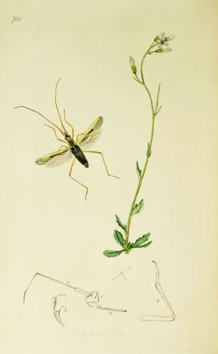 Framed Print : Curtis British Entomology Plate 701