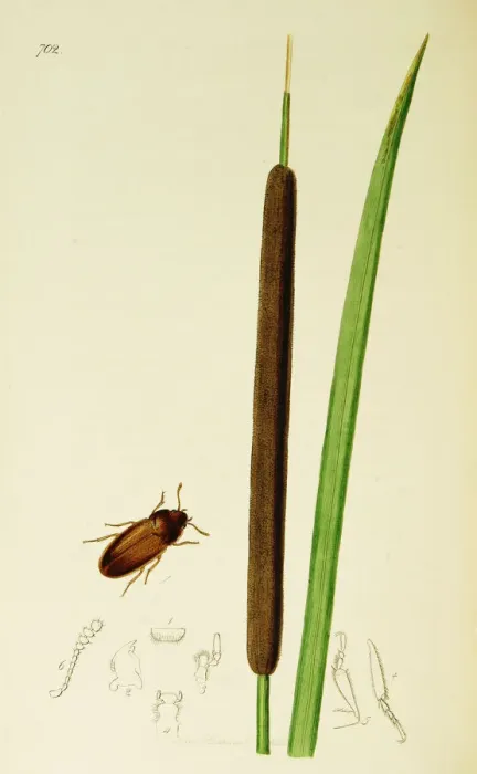 Framed Print : Curtis British Entomology Plate 702 Framed Print : Curtis British Entomology Plate 702