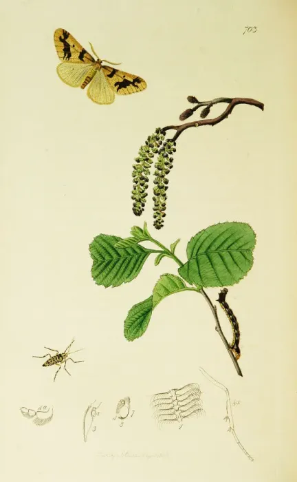 Framed Print : Curtis British Entomology Plate 703 Framed Print : Curtis British Entomology Plate 703
