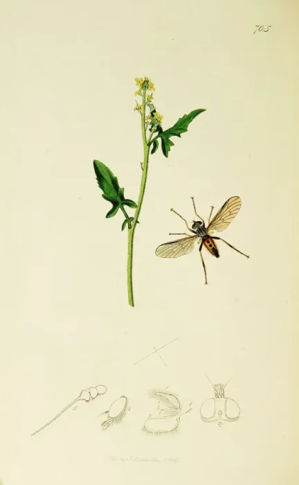 Framed Print : Curtis British Entomology Plate 705 Framed Print : Curtis British Entomology Plate 705