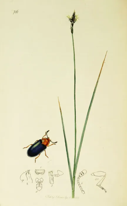 Framed Print : Curtis British Entomology Plate 706 Framed Print : Curtis British Entomology Plate 706