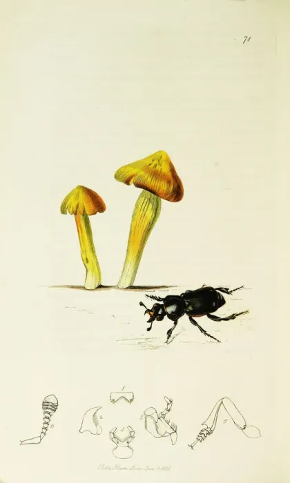 Framed Print : Curtis British Entomology Plate 71 Framed Print : Curtis British Entomology Plate 71