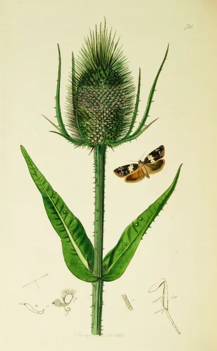 Framed Print : Curtis British Entomology Plate 711 Framed Print : Curtis British Entomology Plate 711