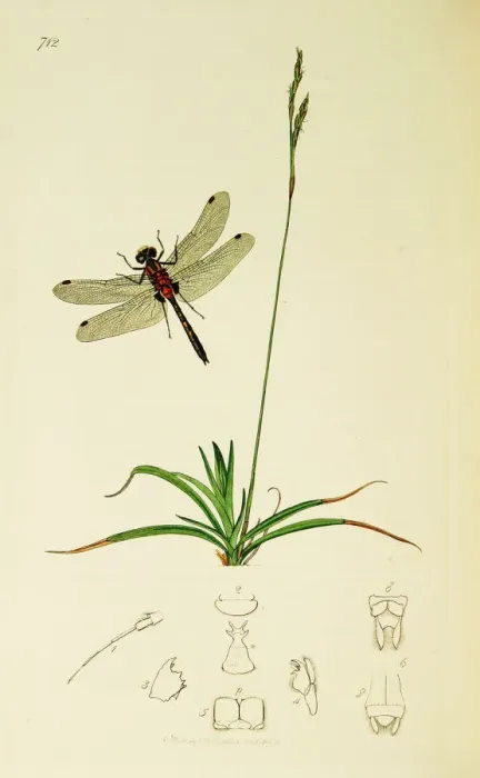 Framed Print : Curtis British Entomology Plate 712 Framed Print : Curtis British Entomology Plate 712
