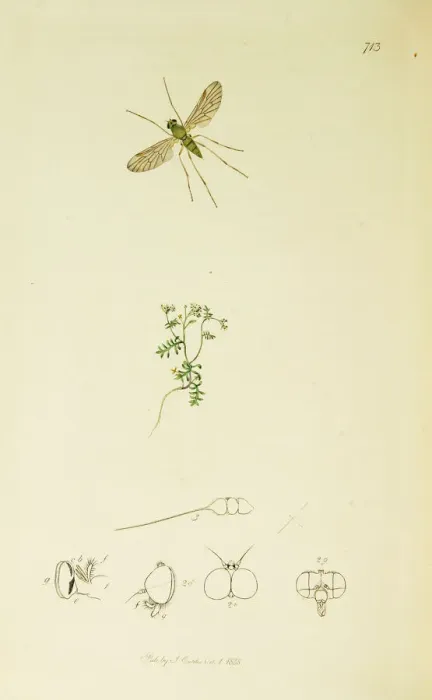 Framed Print : Curtis British Entomology Plate 713 Framed Print : Curtis British Entomology Plate 713