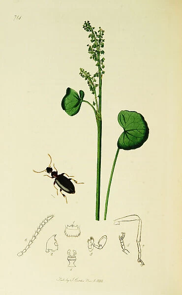 Curtis British Entomology Plate 714
