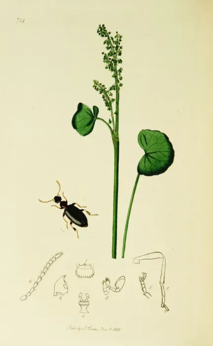 Framed Print : Curtis British Entomology Plate 714 Framed Print : Curtis British Entomology Plate 714