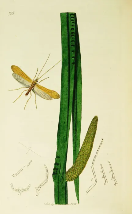 Framed Print : Curtis British Entomology Plate 716 Framed Print : Curtis British Entomology Plate 716