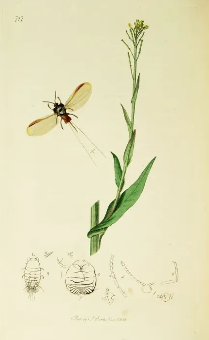 Framed Print : Curtis British Entomology Plate 717