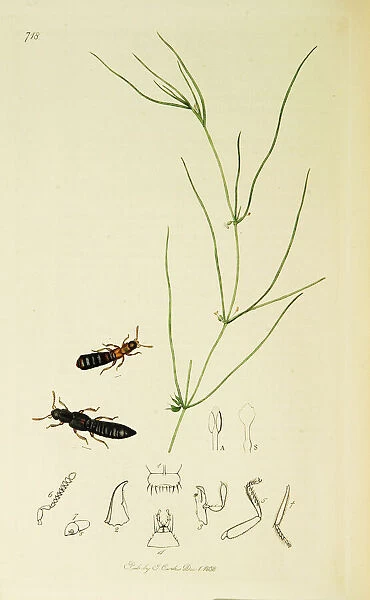 Curtis British Entomology Plate 718