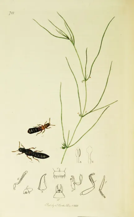 Framed Print : Curtis British Entomology Plate 718 Framed Print : Curtis British Entomology Plate 718