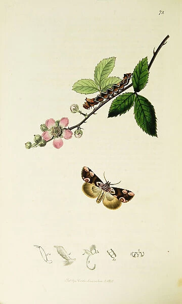 Curtis British Entomology Plate 72